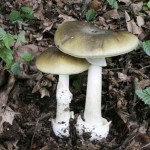 Amanita Falloide, il fungo velenoso contro il cancro